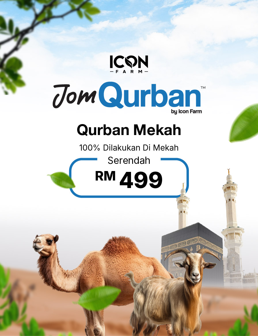 Jomaqiqah & Qurban